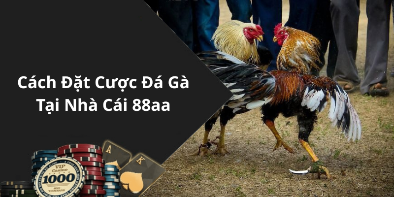 Cách Đặt Cược Đá Gà Tại Nhà Cái 88aa