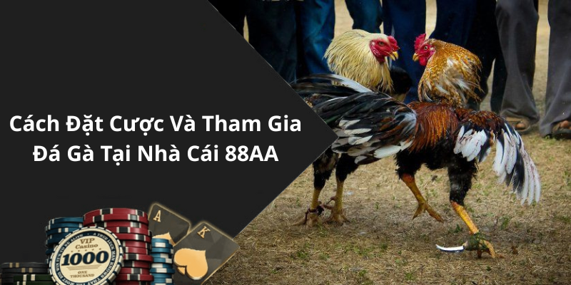 Cách Đặt Cược Và Tham Gia Đá Gà Tại Nhà Cái 88AA