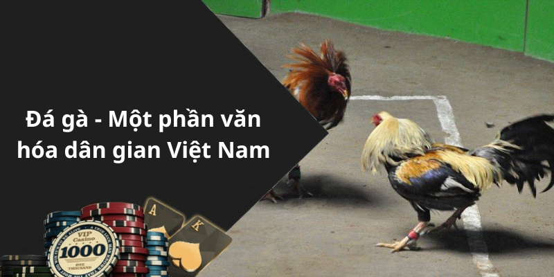 Đá gà - Một phần văn hóa dân gian Việt Nam