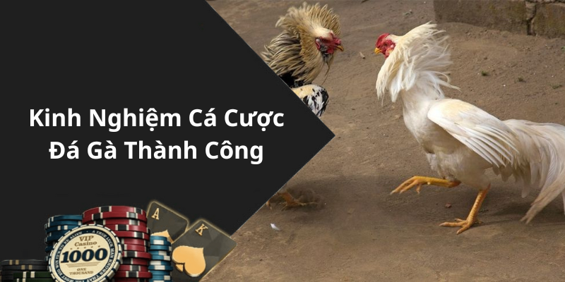 Kinh Nghiệm Cá Cược Đá Gà Thành Công