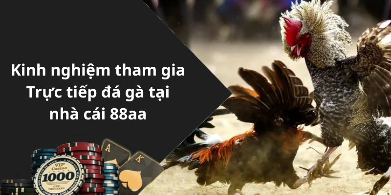 Kinh nghiệm tham gia Trực tiếp đá gà tại nhà cái 88aa