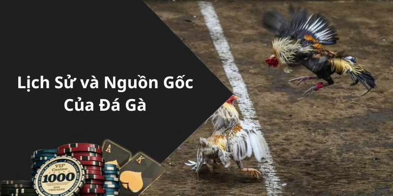 Lịch Sử và Nguồn Gốc Của Đá Gà