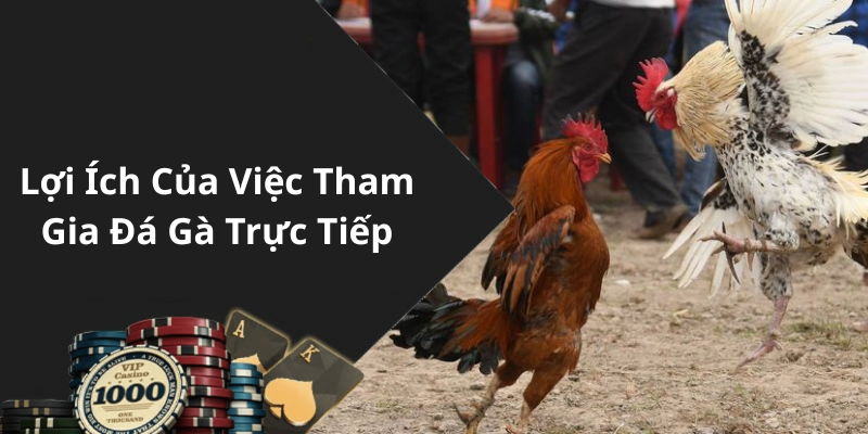 Lợi Ích Của Việc Tham Gia Đá Gà Trực Tiếp
