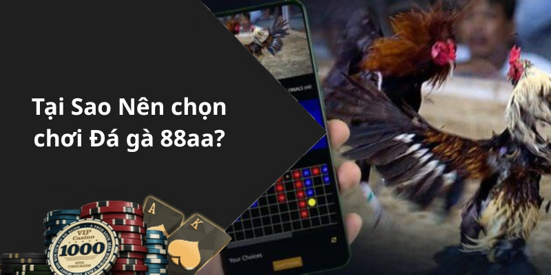 Tại Sao Nên chọn chơi Đá gà 88aa