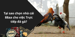 Tại sao chọn nhà cái 88aa cho việc Trực tiếp đá gà