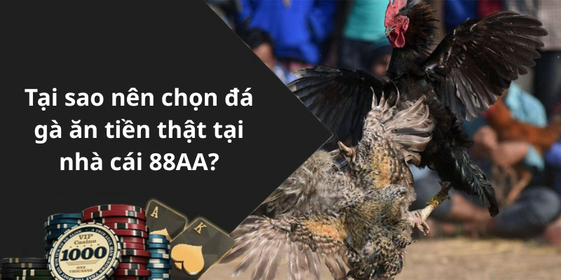 Tại sao nên chọn đá gà ăn tiền thật tại nhà cái 88AA