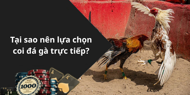 Tại sao nên lựa chọn coi đá gà trực tiếp