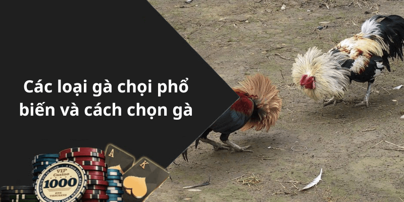 Các loại gà chọi phổ biến và cách chọn gà