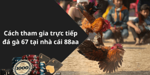 Cách tham gia trực tiếp đá gà 67 tại nhà cái 88aa
