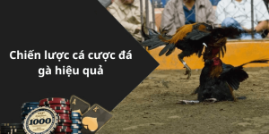 Chiến lược cá cược đá gà hiệu quả