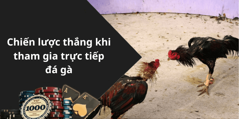 Chiến lược thắng khi tham gia trực tiếp đá gà