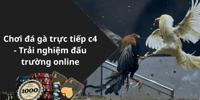Chơi đá gà trực tiếp c4 - Trải nghiệm đấu trường online