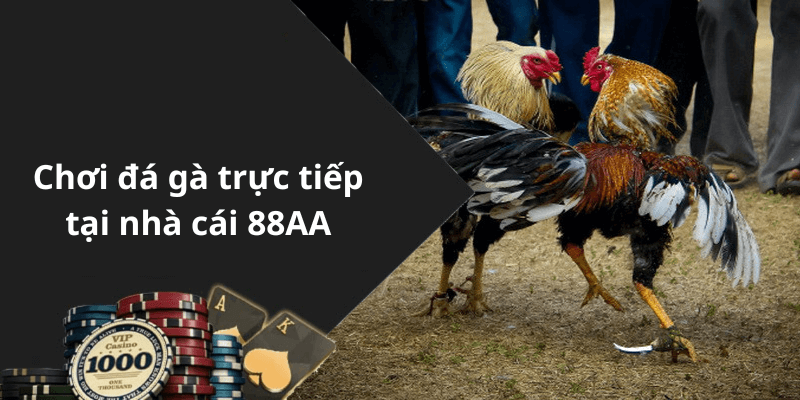 Chơi đá gà trực tiếp tại nhà cái 88AA