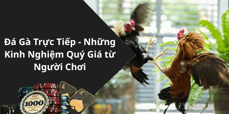 Đá Gà Trực Tiếp - Những Kinh Nghiệm Quý Giá từ Người Chơi