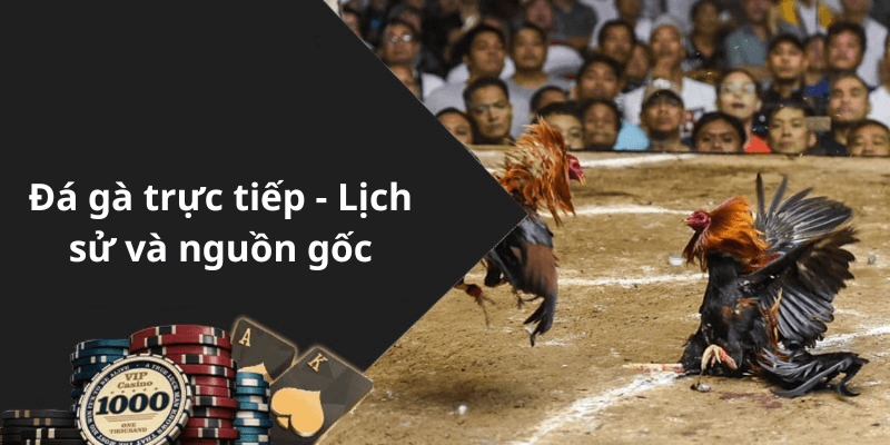 Đá gà trực tiếp - Lịch sử và nguồn gốc