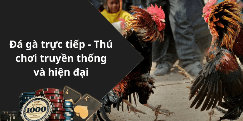 Đá gà trực tiếp - Thú chơi truyền thống và hiện đại