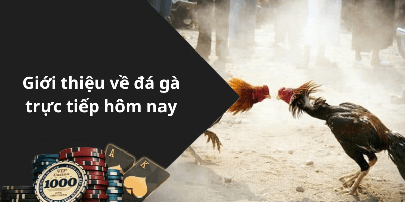 Giới thiệu về đá gà trực tiếp hôm nay