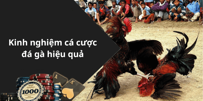 Kinh nghiệm cá cược đá gà hiệu quả