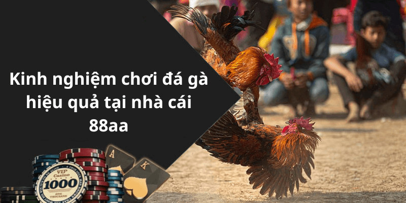 Kinh nghiệm chơi đá gà hiệu quả tại nhà cái 88aa