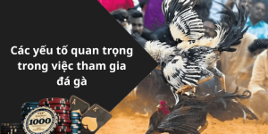 Các yếu tố quan trọng trong việc tham gia đá gà