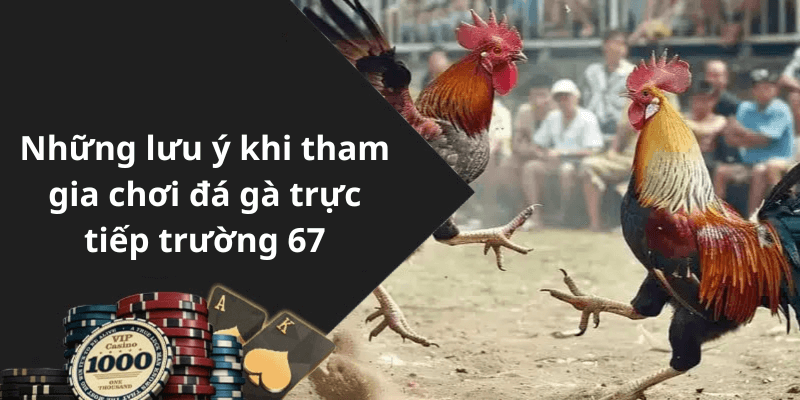 Những lưu ý khi tham gia chơi đá gà trực tiếp trường 67