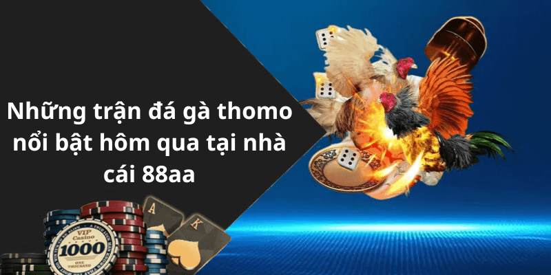 Những trận đá gà thomo nổi bật hôm qua tại nhà cái 88aa