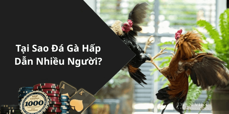 Tại Sao Đá Gà Hấp Dẫn Nhiều Người