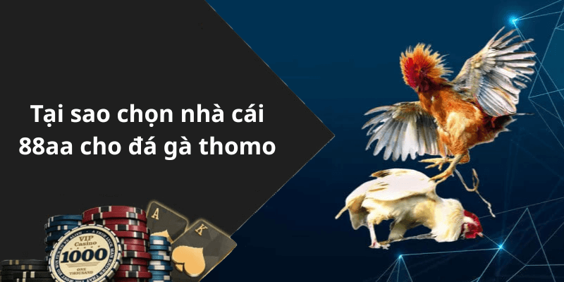 Tại sao chọn nhà cái 88aa cho đá gà thomo