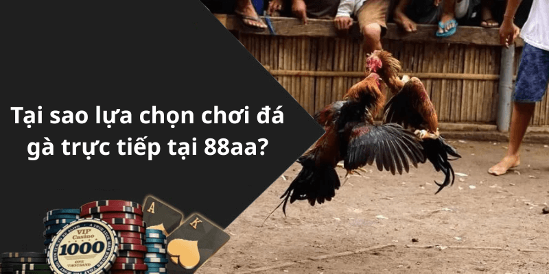 Tại sao lựa chọn chơi đá gà trực tiếp tại 88aa
