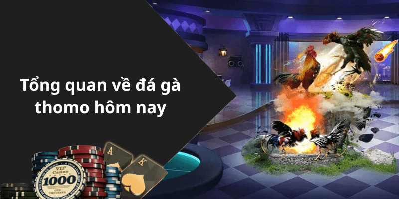 Tổng quan về đá gà thomo hôm nay